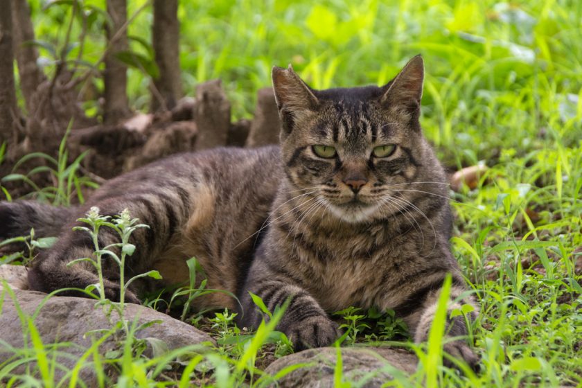 福生市の猫