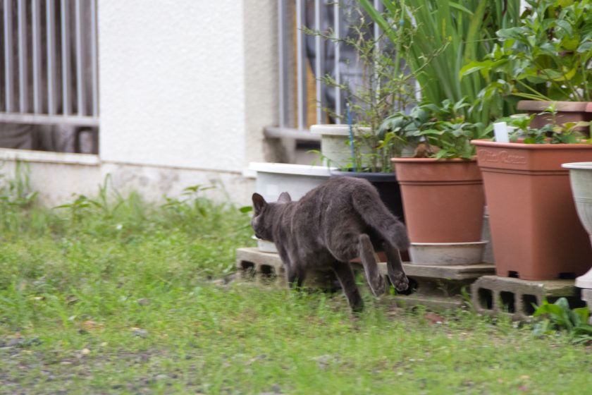 福生市の猫