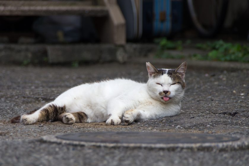 昭島市の猫