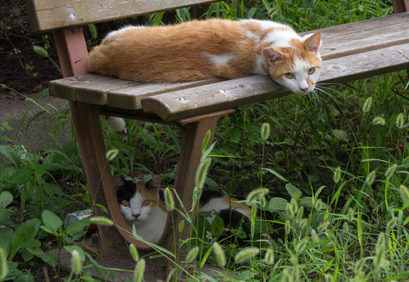 昭島市の猫