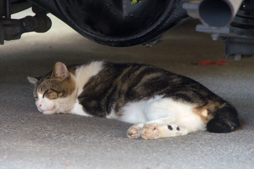 福生市の猫