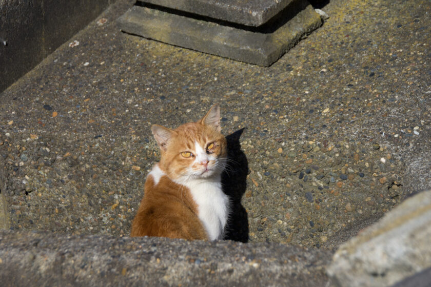 銚子市の猫