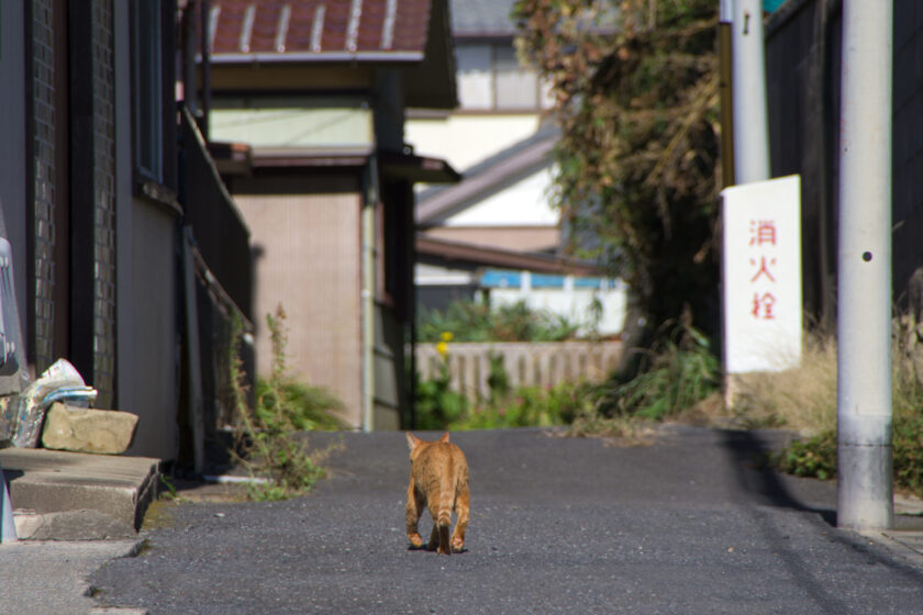 銚子市の猫