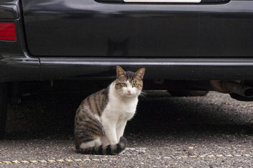 昭島市の猫