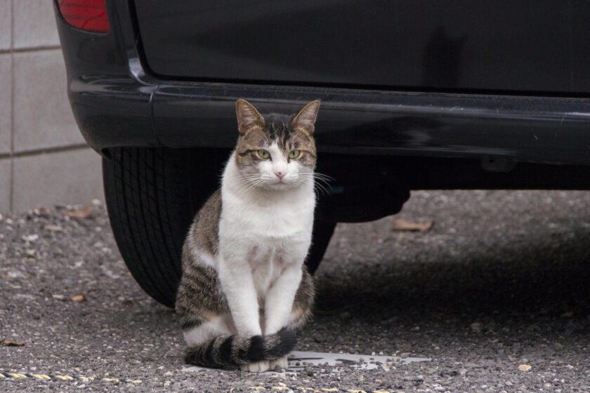 昭島市の猫