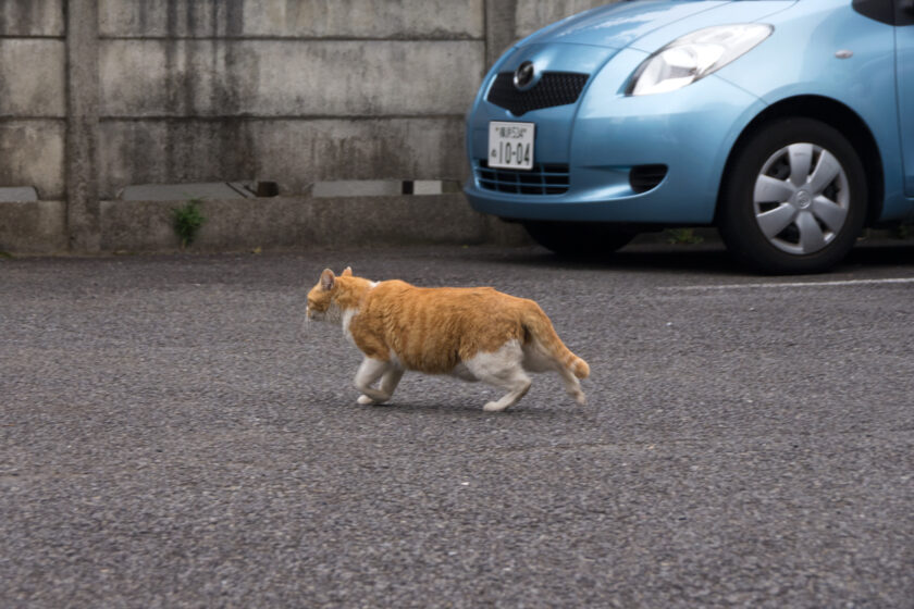 立川市の猫