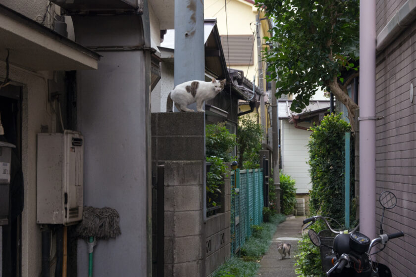 立川市の猫