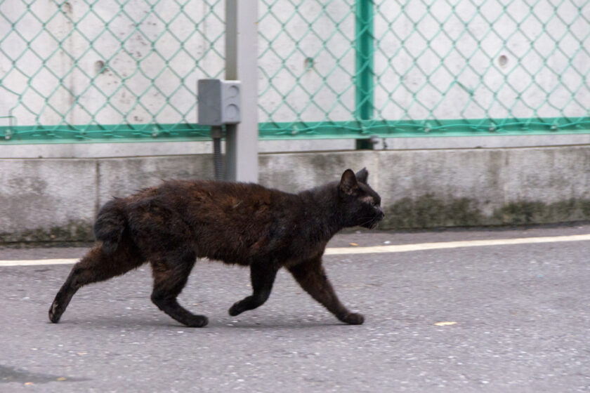 渋谷区の猫