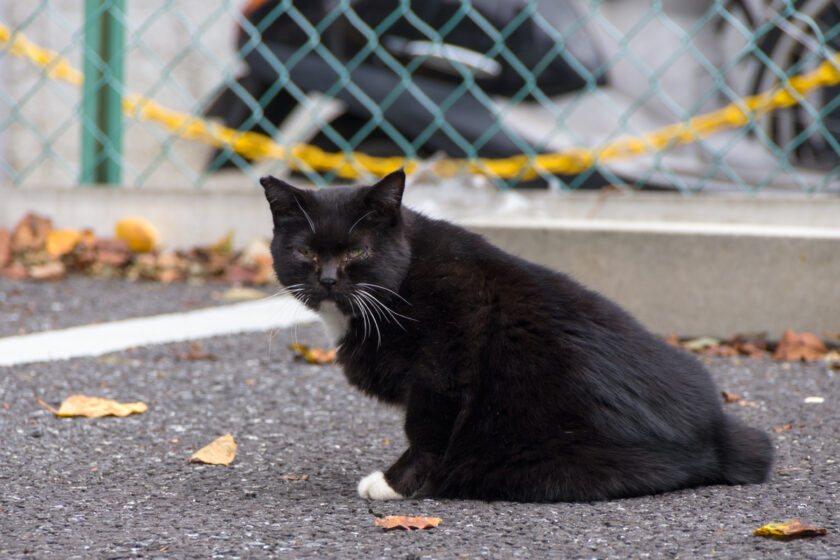 渋谷区の猫