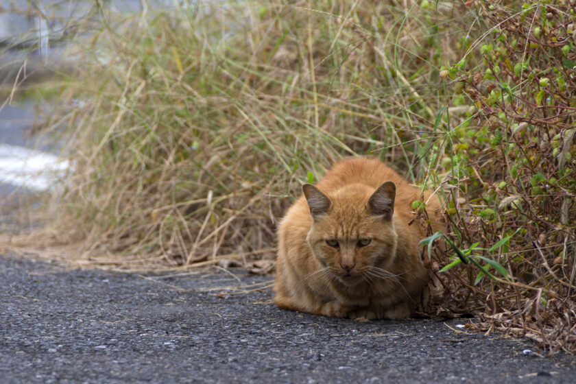 福生市の猫