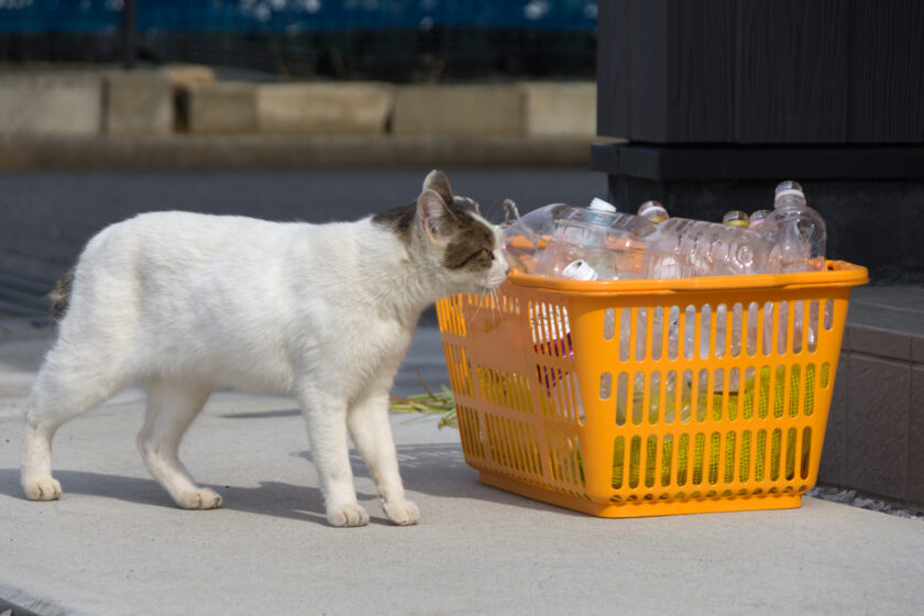 日野市の猫