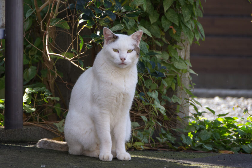 日野市の猫