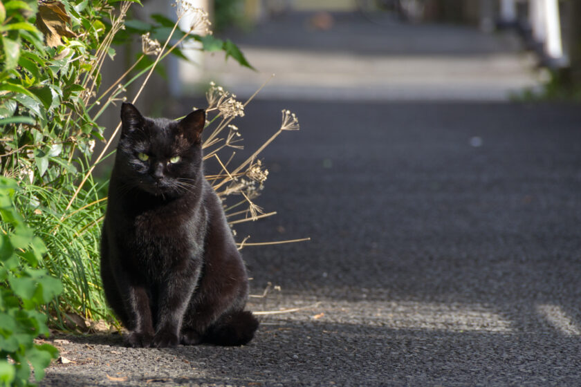 立川市の猫