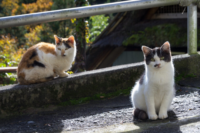 奥多摩町の猫