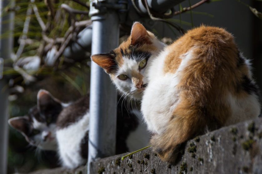 奥多摩町の猫