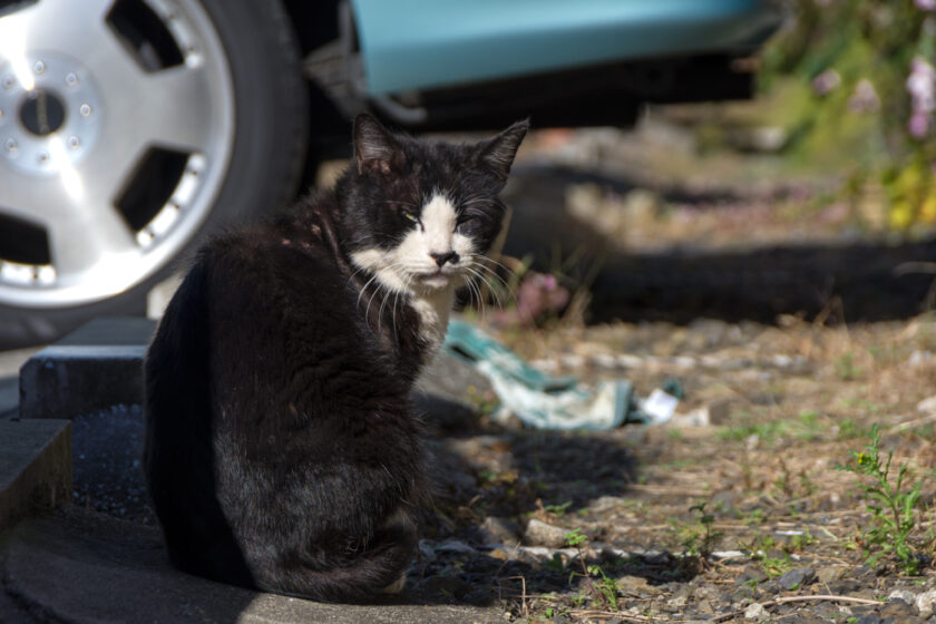 川崎市の猫