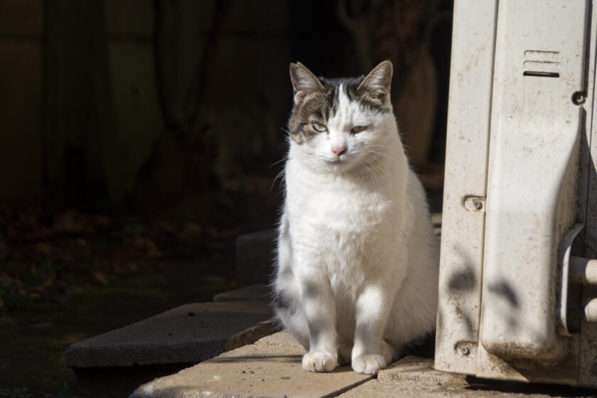 立川市の猫