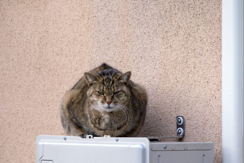 国立市の猫