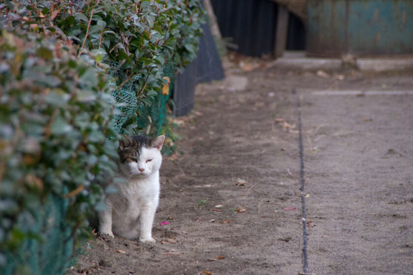 国立市の猫