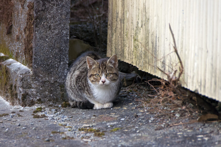 静岡市の猫