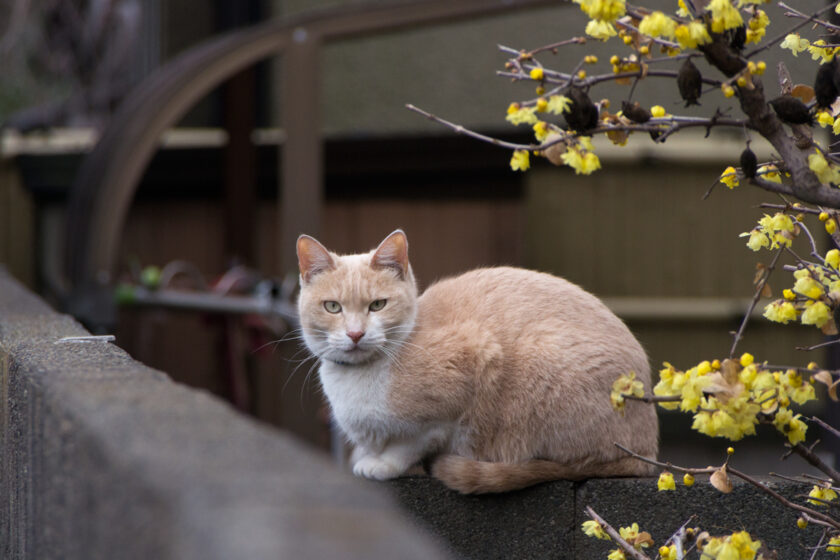 立川市の猫