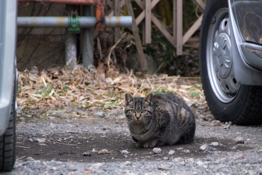 立川市の猫