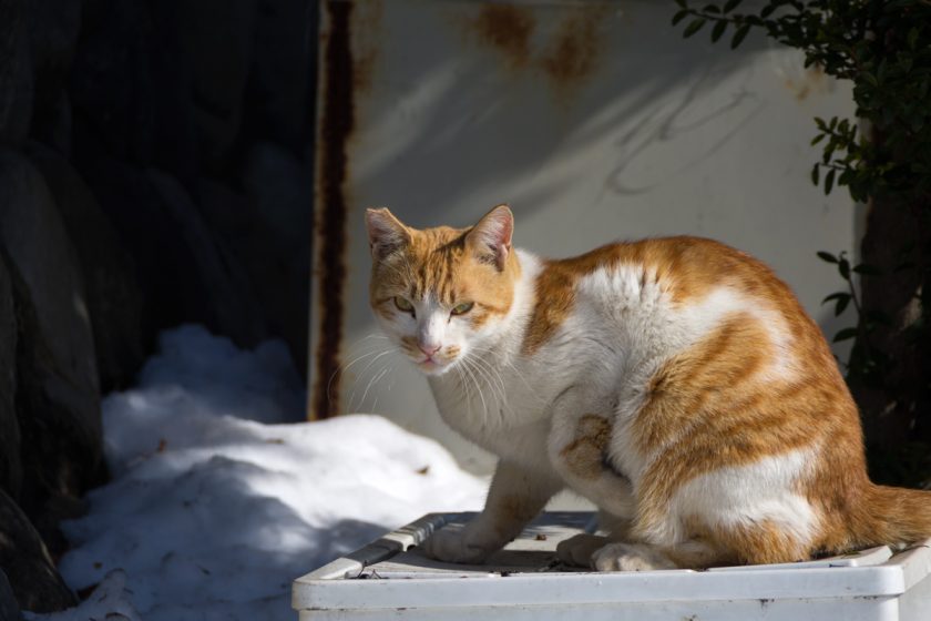 昭島市の猫