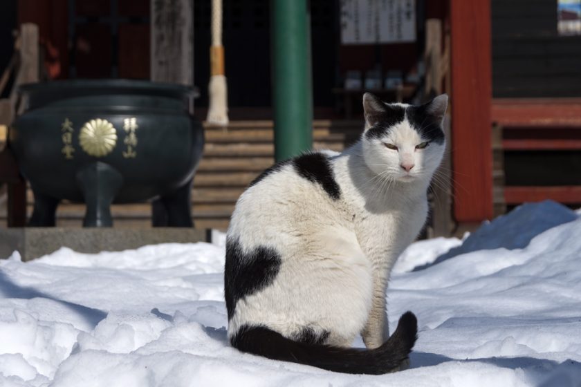 昭島市の猫