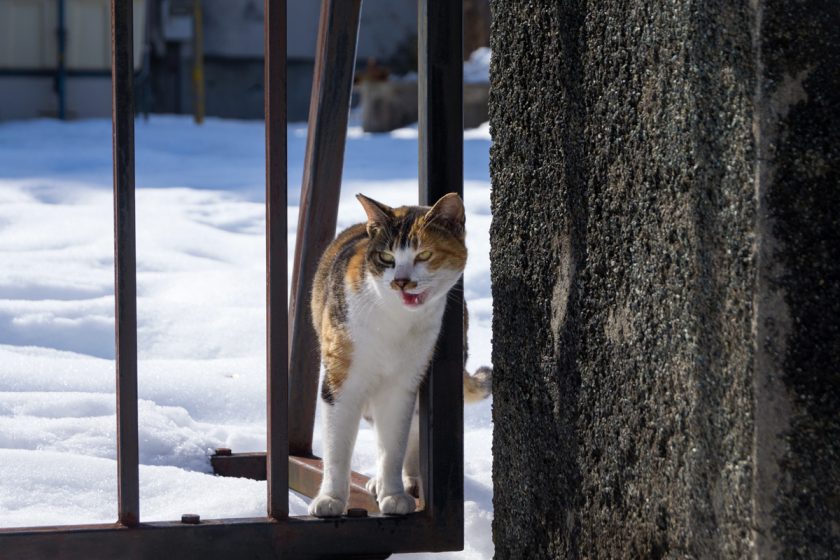 昭島市の猫