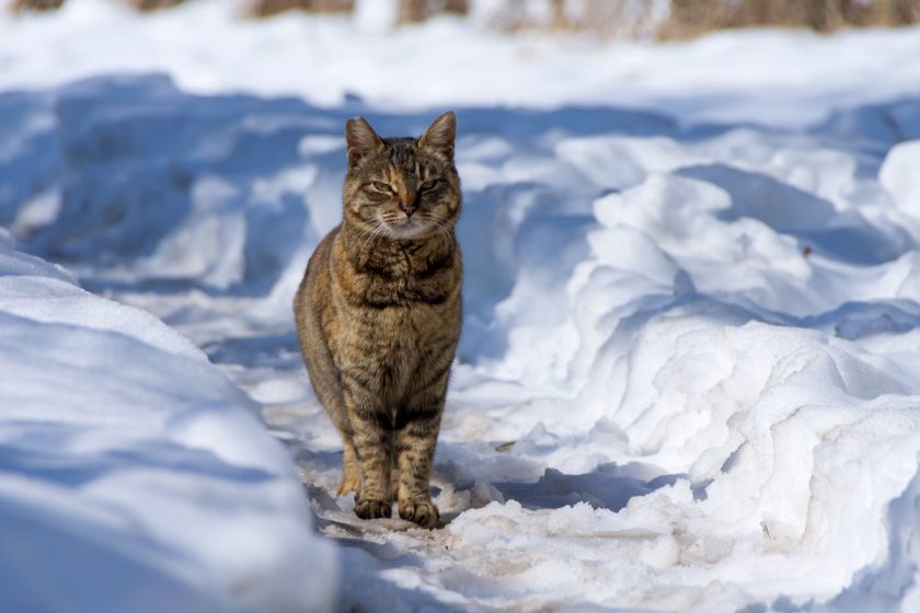 昭島市の猫