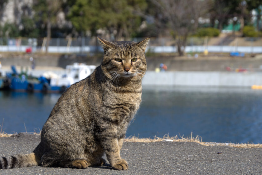大田区の猫