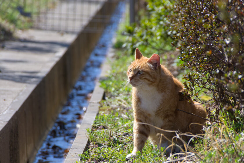 立川市の猫