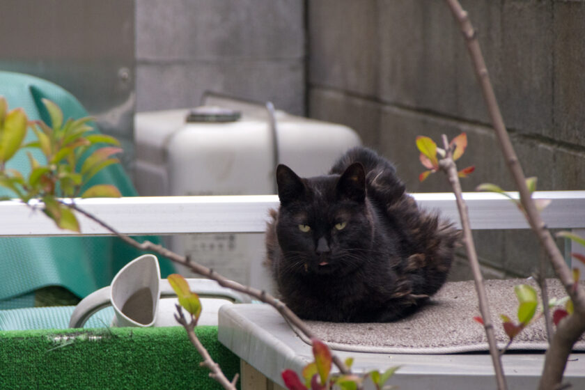 立川市の猫