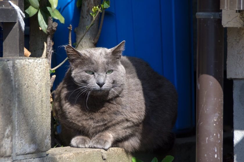 福生市の猫