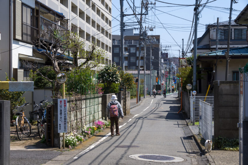 昭島市の猫