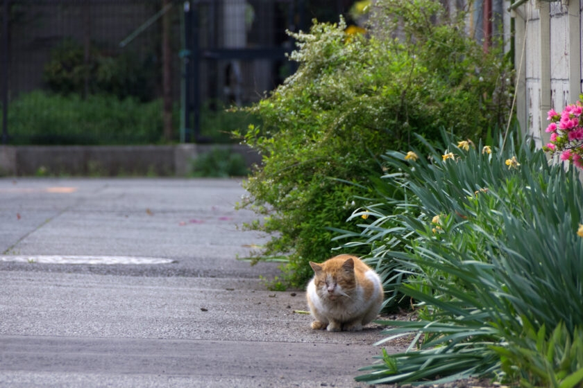 立川市の猫