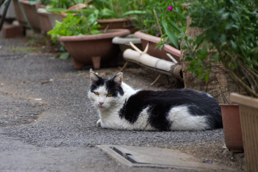 立川市の猫