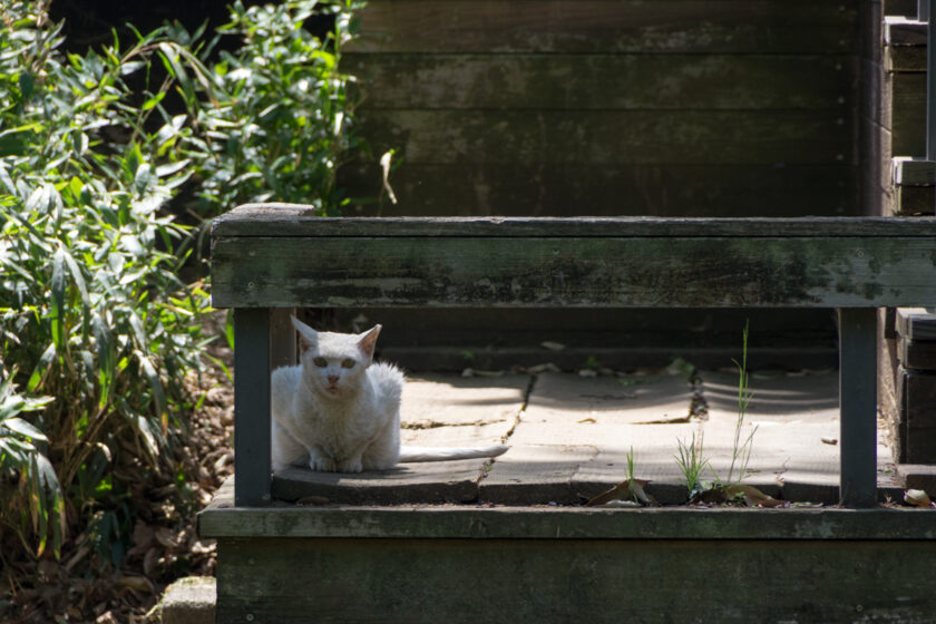 国立市の猫