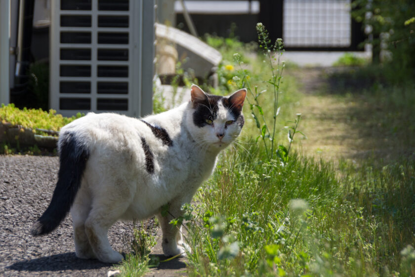 国立市の猫