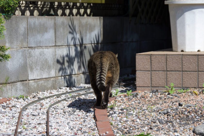 立川市の猫