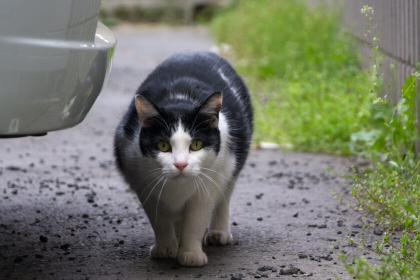 福生市の猫