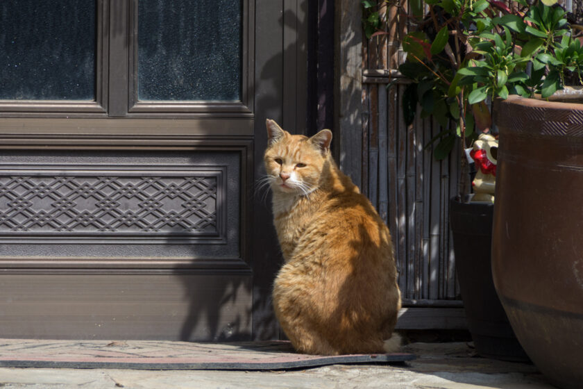 福生市の猫