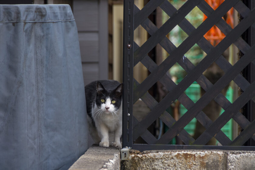 あきる野市の猫