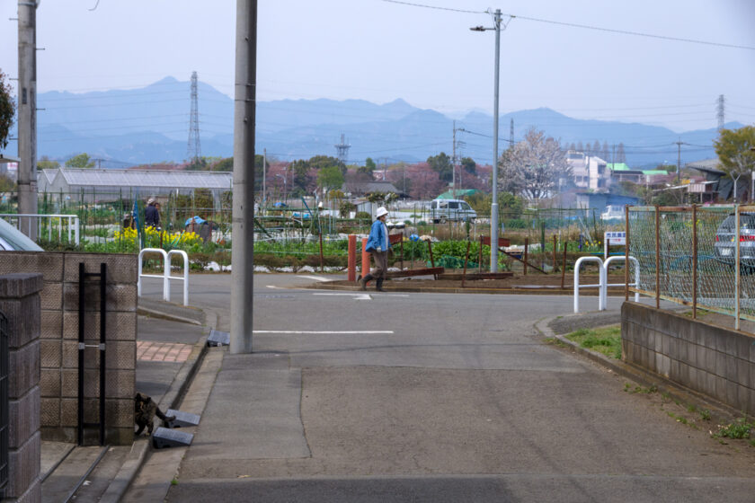 あきる野市の猫