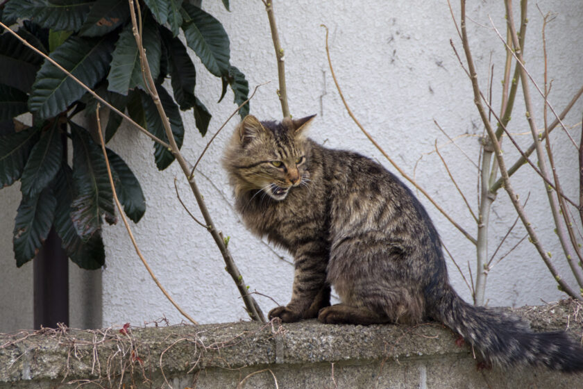 あきる野市の猫