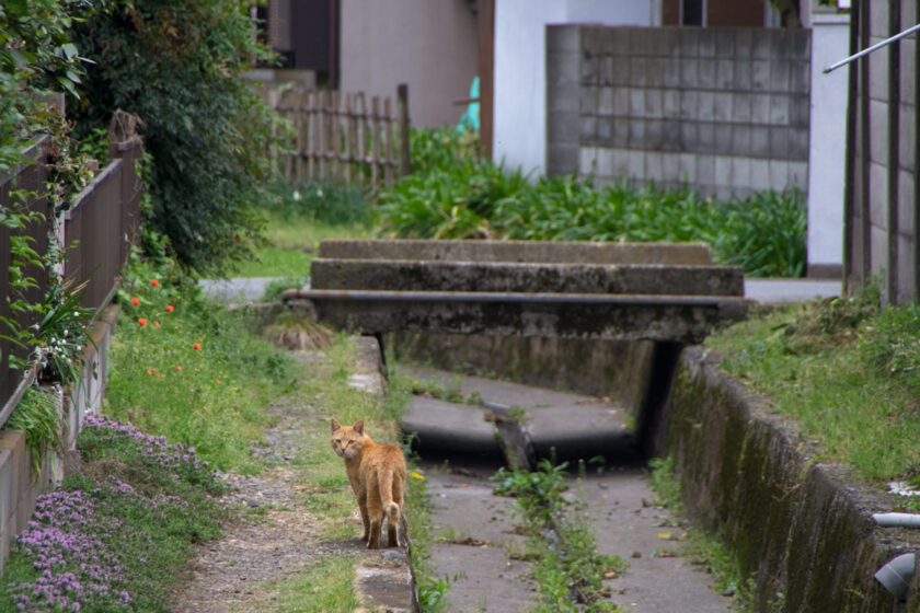日野市の猫