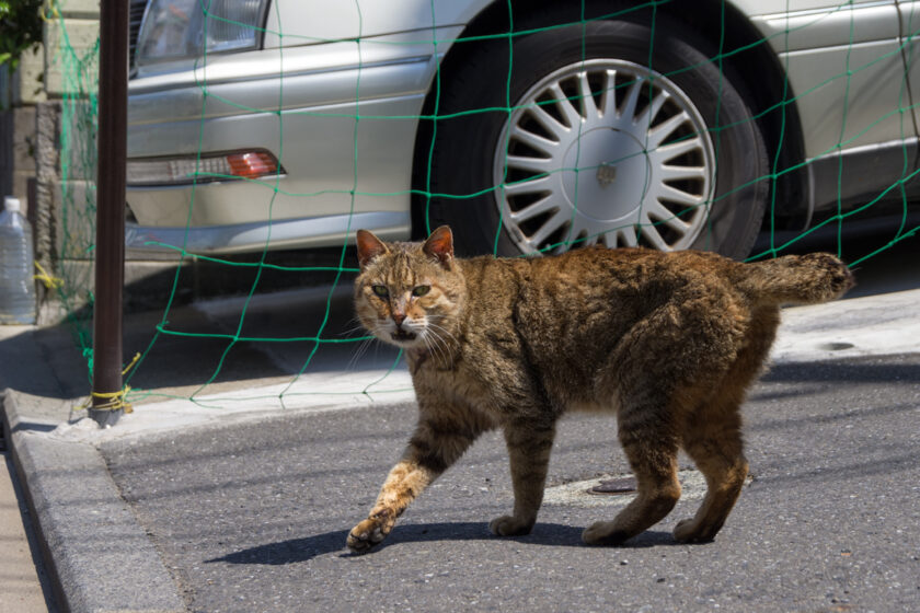 横浜市の猫