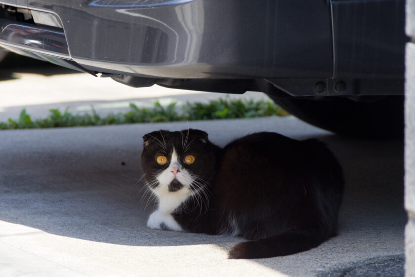 川崎市の猫