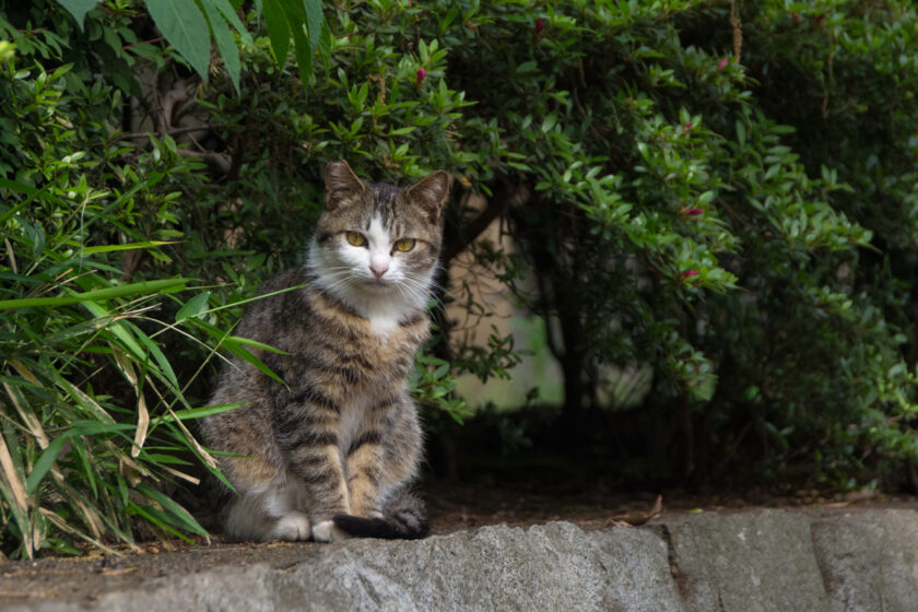 川崎市の猫