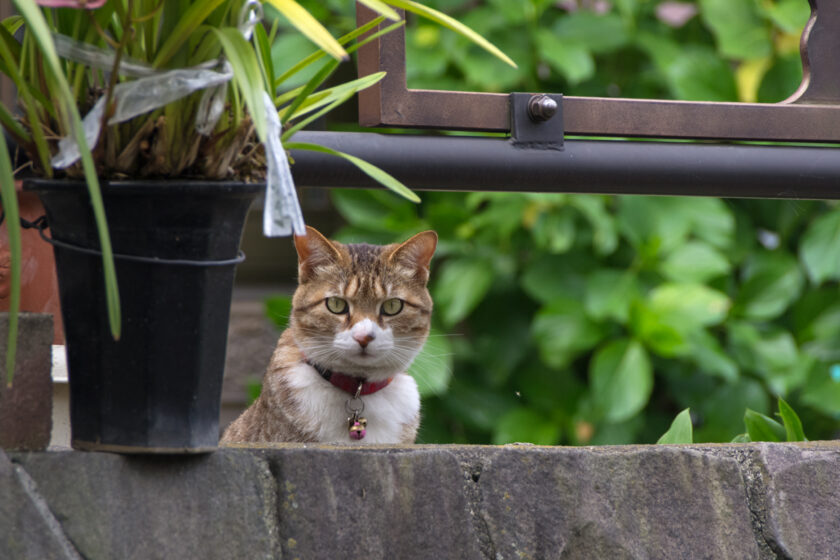 川崎市の猫